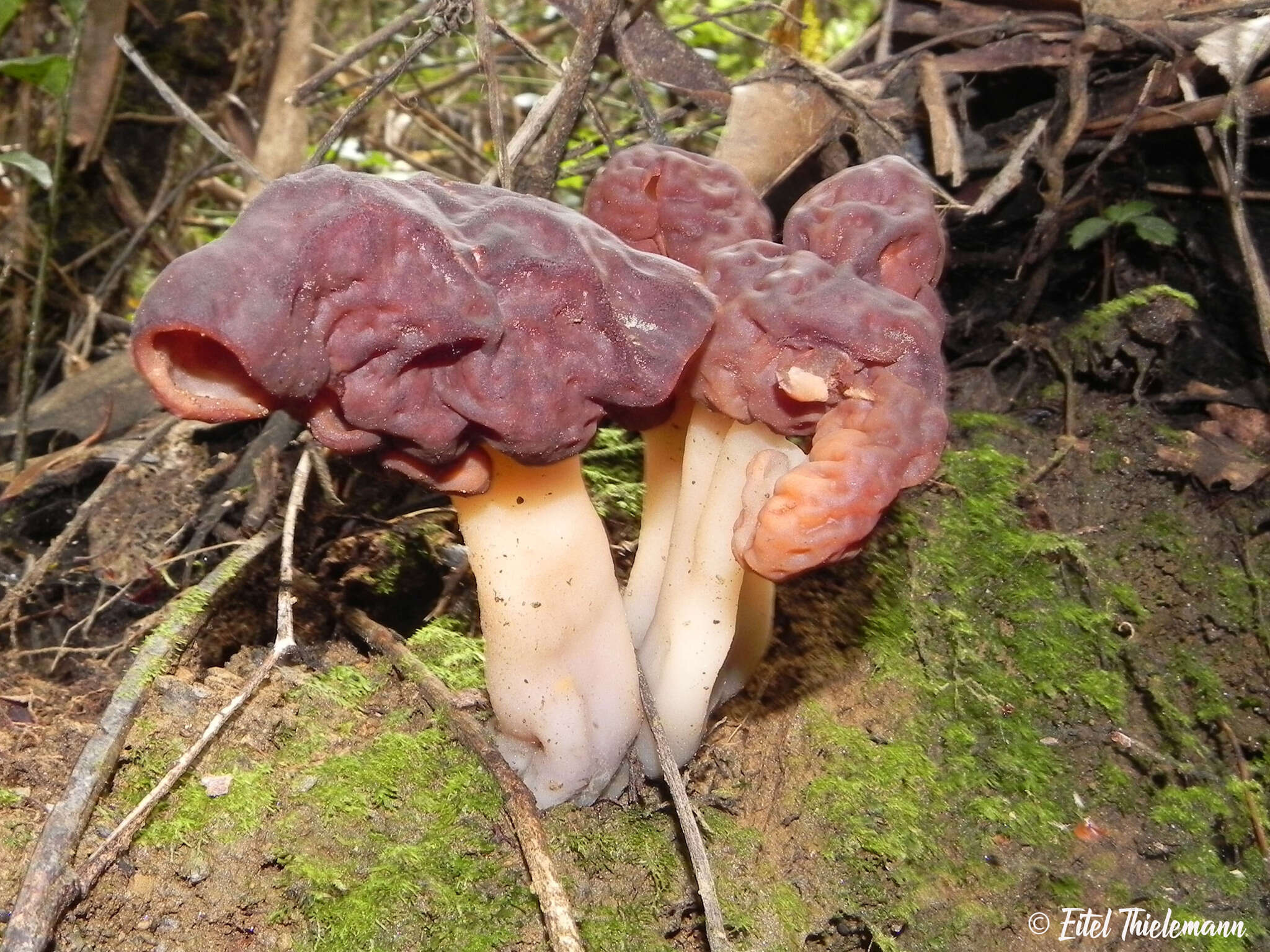 Image of <i>Gyromitra antarctica</i> Rehm