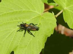 Image of Laphria sericea Say 1823