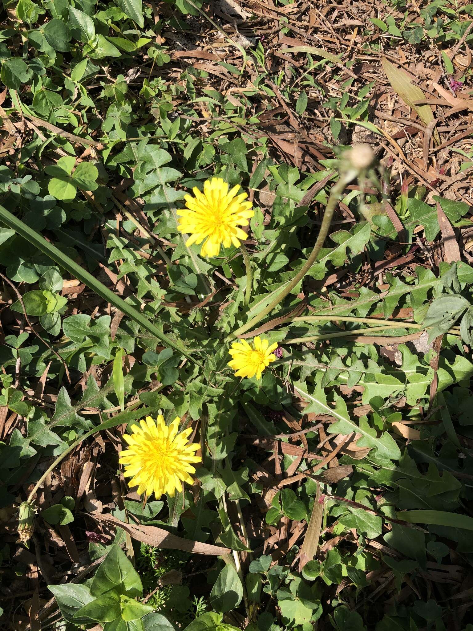 Image of Taraxacum formosanum Kitam.