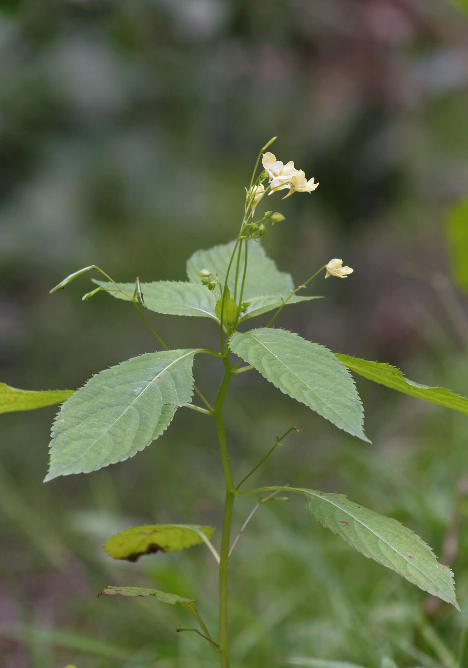 Image of small balsam