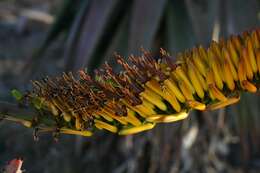 Image of Mountain aloe