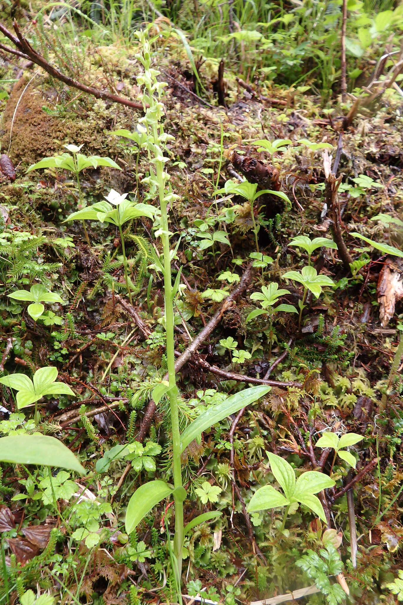 Слика од Platanthera stricta Lindl.