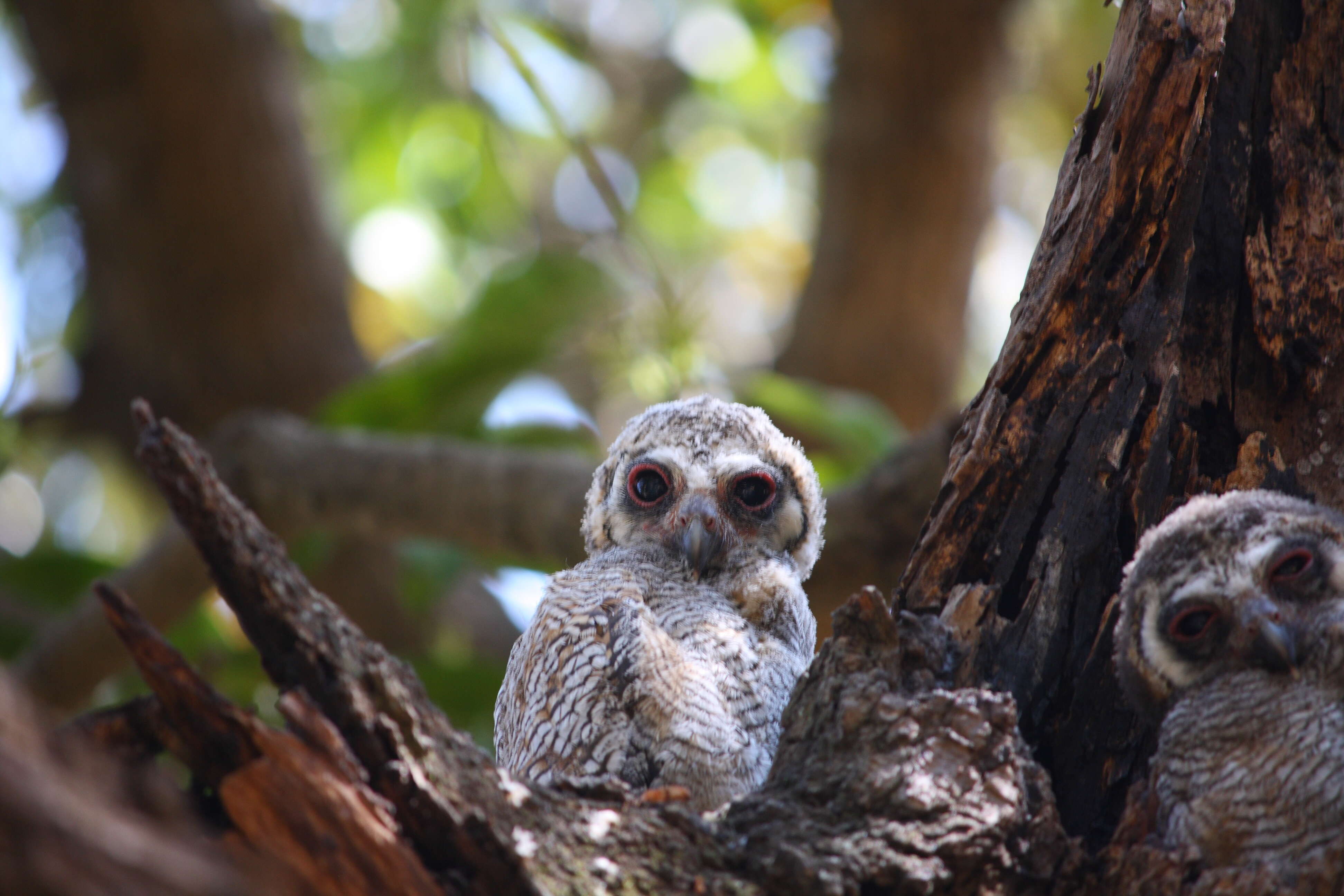 Image of Mottled Wood Owl