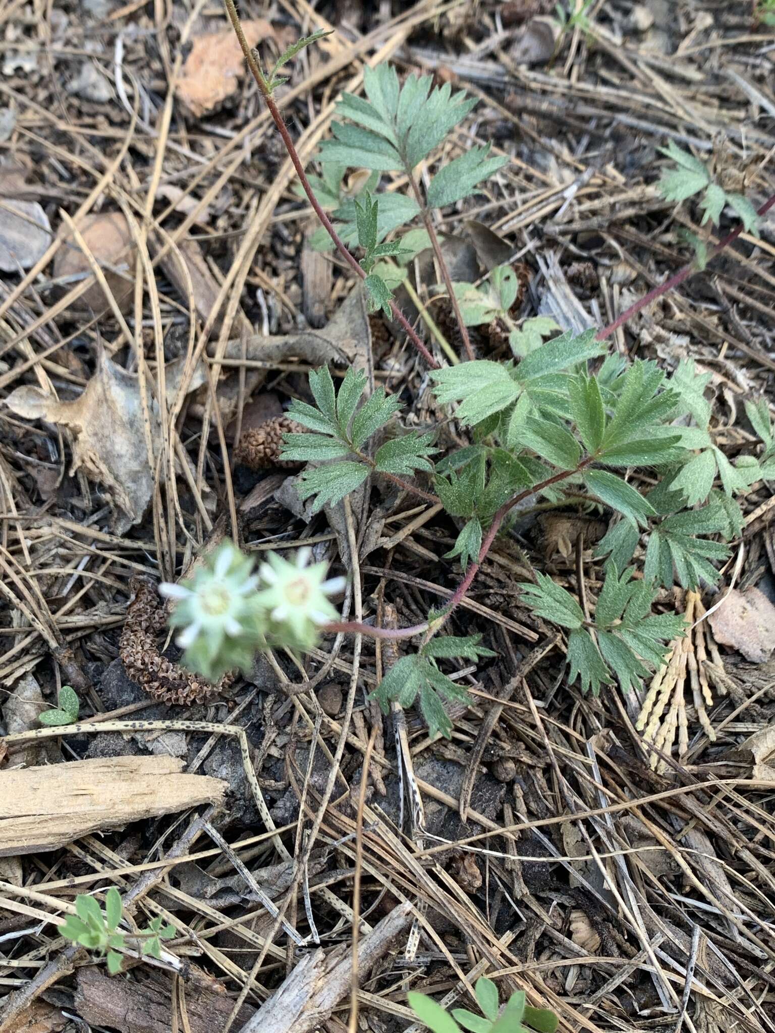 Sivun Horkelia tridentata Torr. kuva