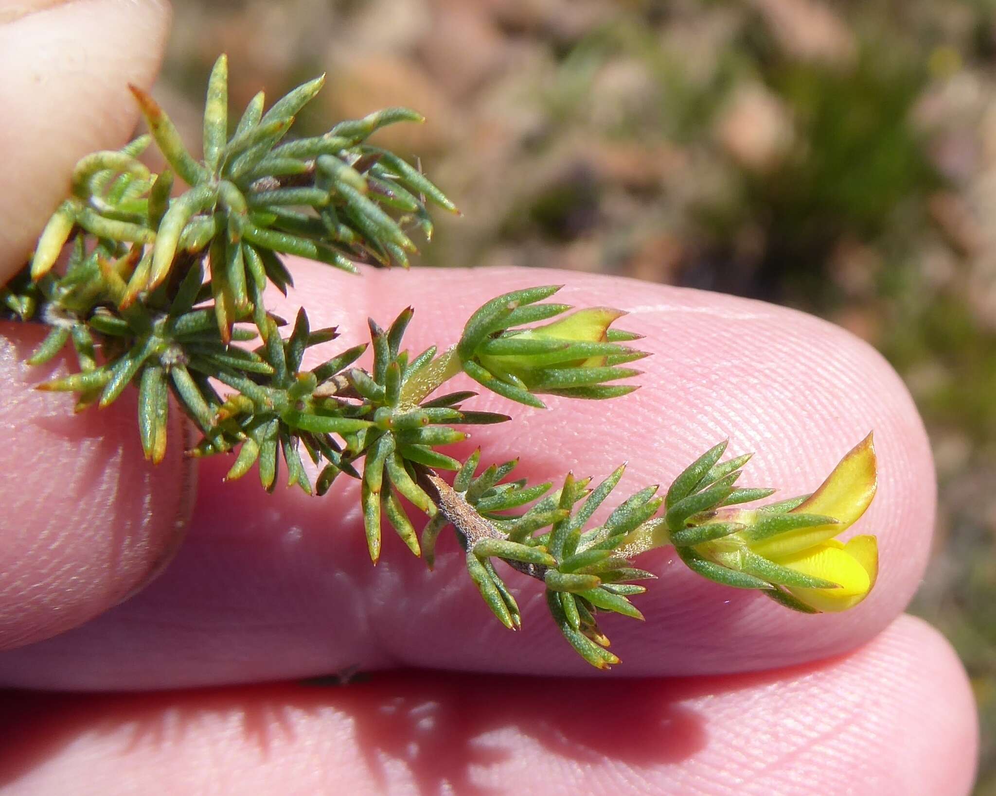 Слика од Aspalathus juniperina subsp. juniperina