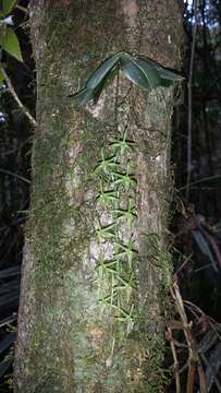 Image of Aerangis pallidiflora H. Perrier