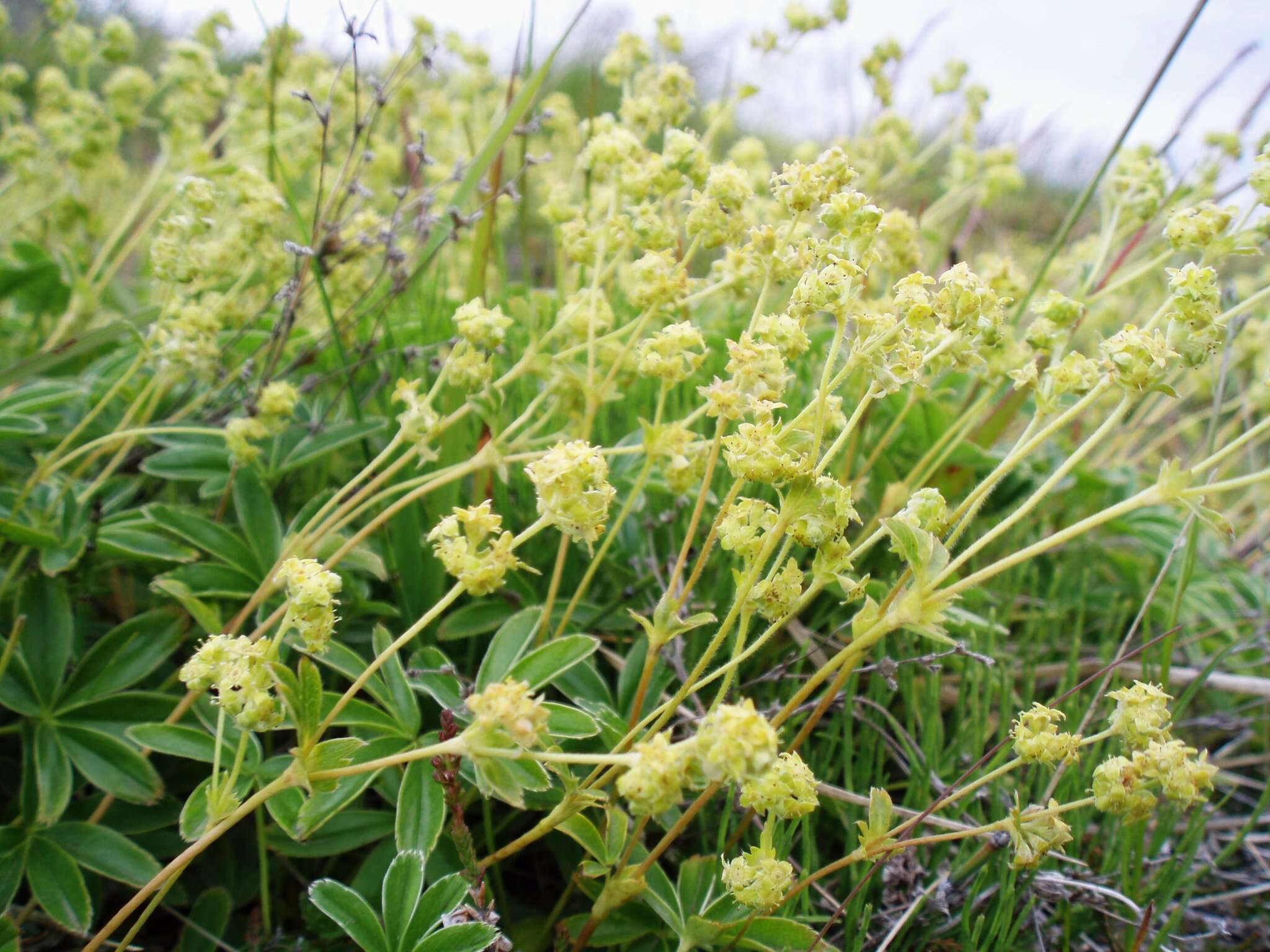 Image of Alpine Lady's-mantle