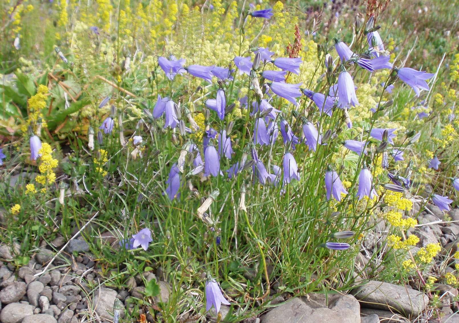 Image of Lady's Bedstraw