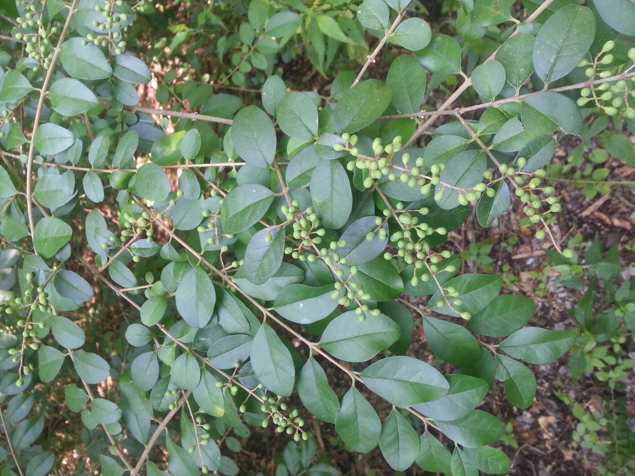 Image of Chinese privet