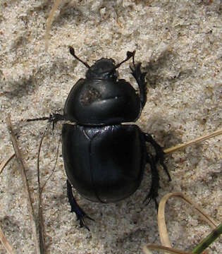 Image of Geotrupes vernalis