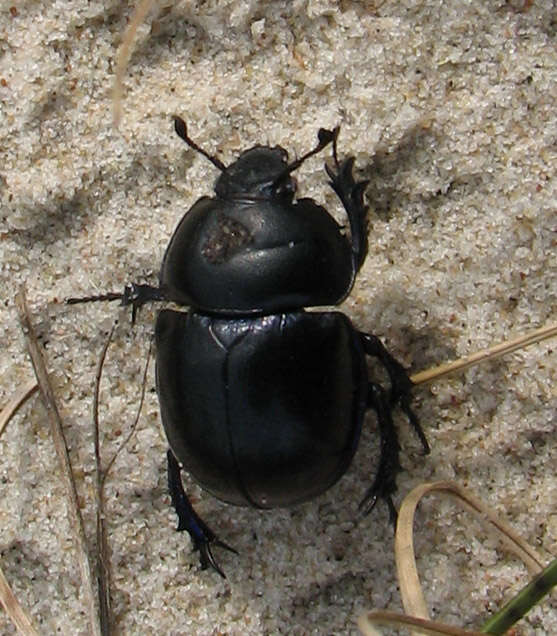 Слика од Geotrupes vernalis