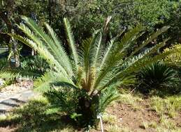 Image of Bushman's River Cycad