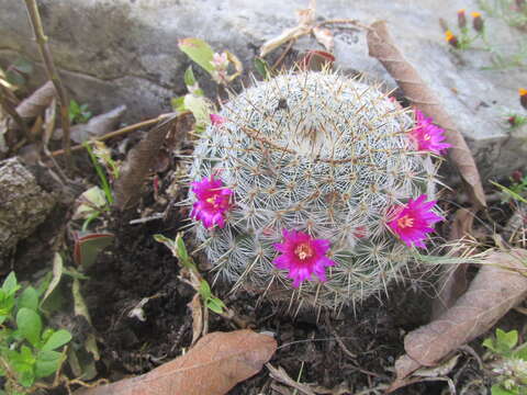 Image of Mammillaria flavicentra Backeb. ex Mottram