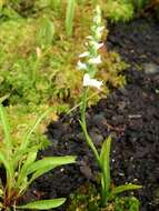 Image of Yellow nodding lady's tresses