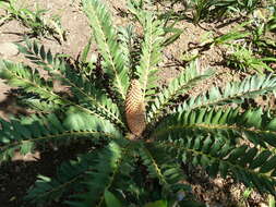 Слика од Encephalartos ferox G. Bertol