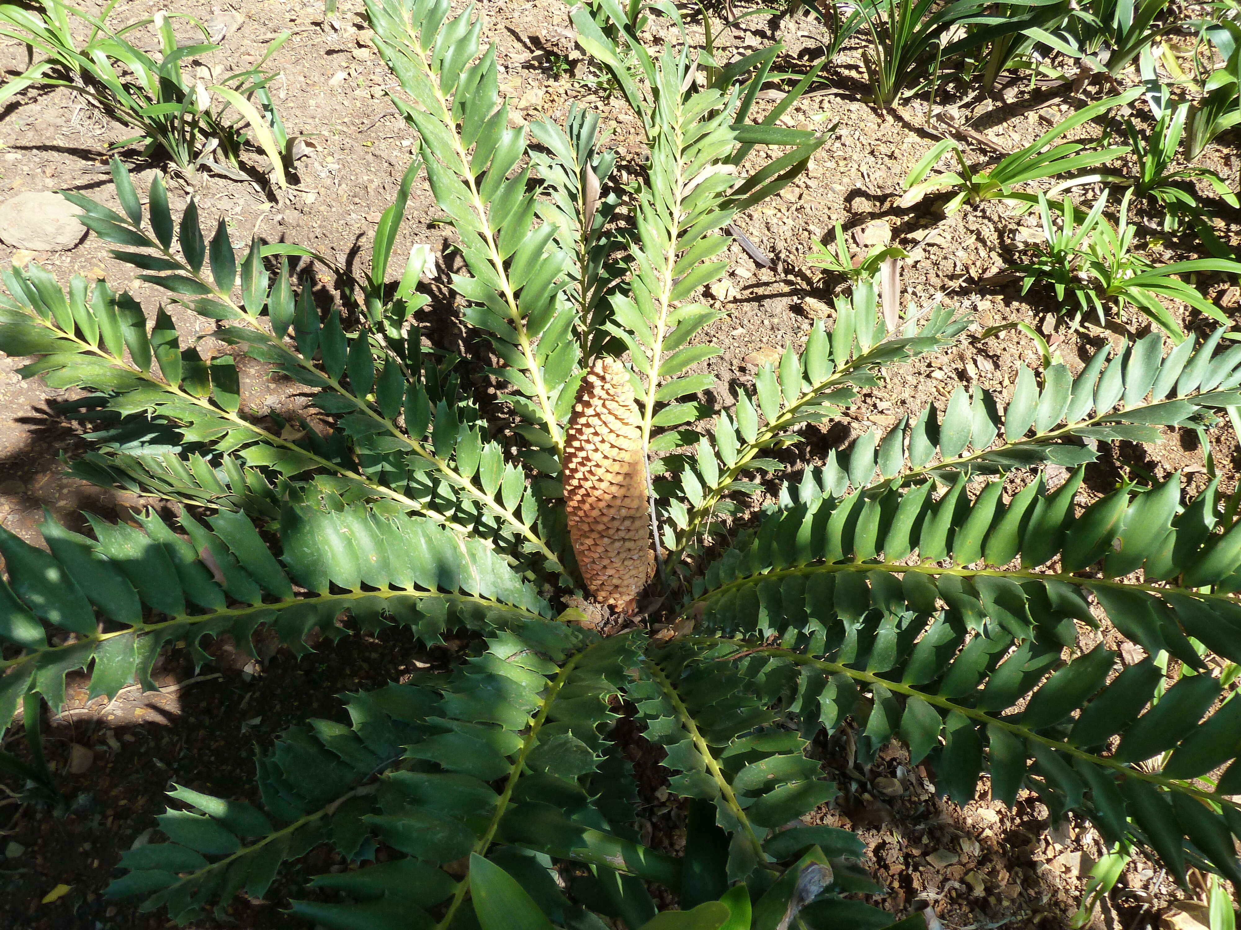 Слика од Encephalartos ferox G. Bertol