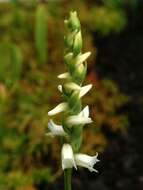 Image of Yellow nodding lady's tresses