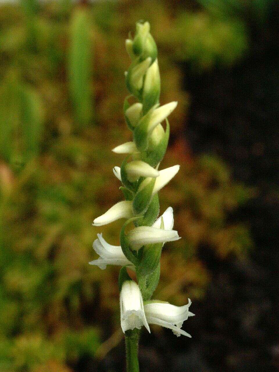 Image of Yellow nodding lady's tresses