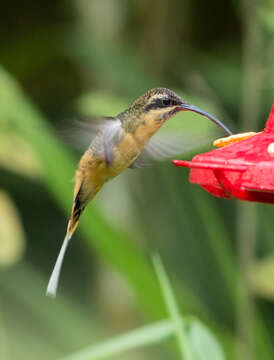 Image of Tawny-bellied Hermit