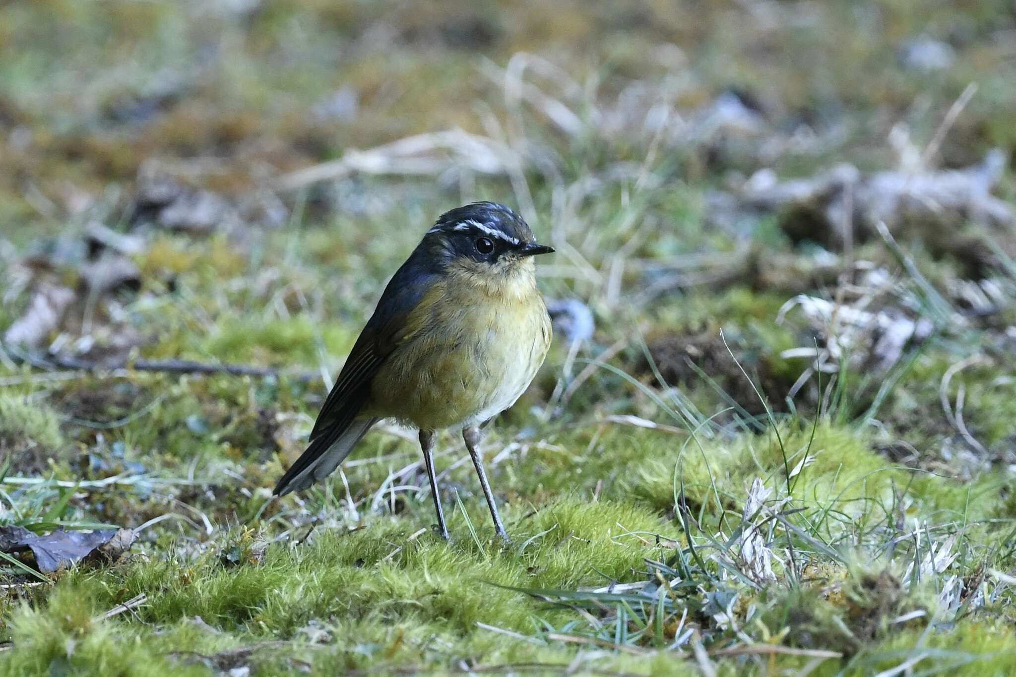 Image de Tarsiger indicus formosanus Hartert 1910