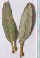 Image of sand buckwheat