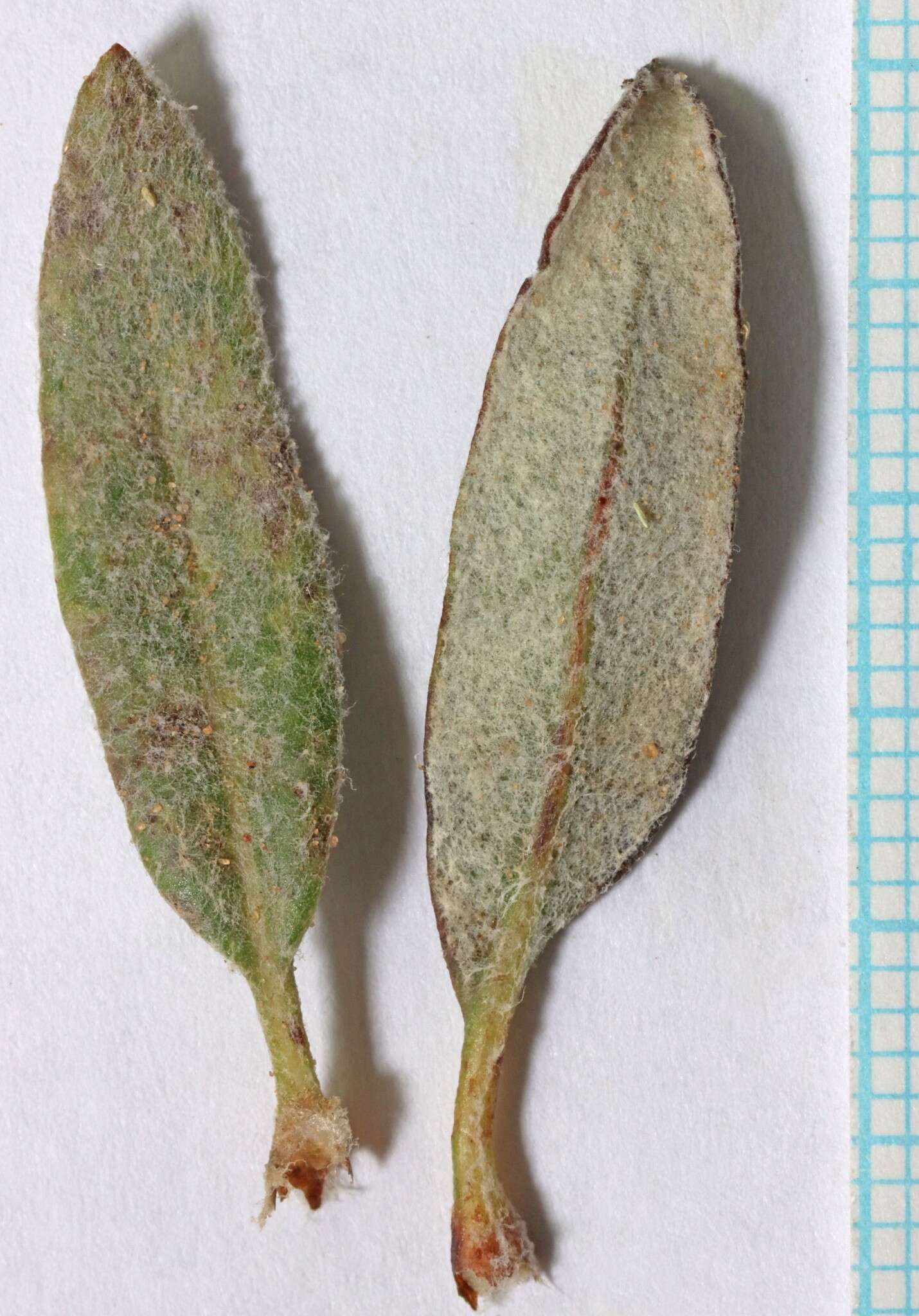 Image of sand buckwheat