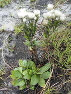 Image of Helichrysum adenocarpum subsp. ammophilum Hilliard