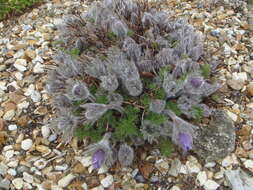 Image of pasqueflower