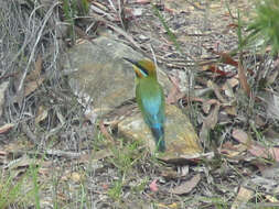 Image of Rainbow Bee-eater