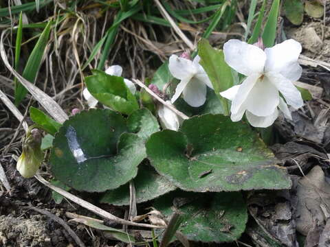 Image of White Violet