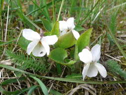 Image of White Violet