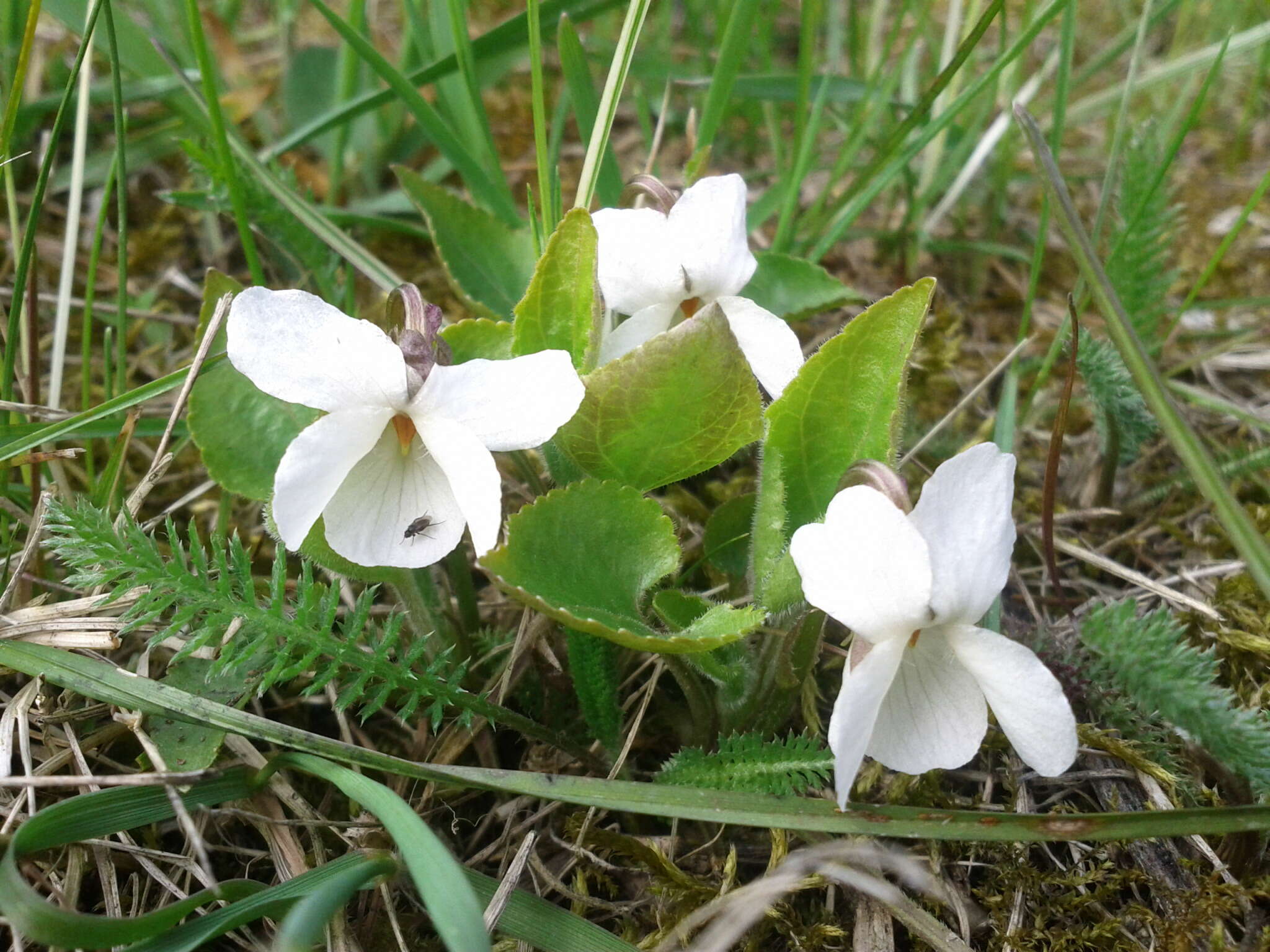 Image of White Violet