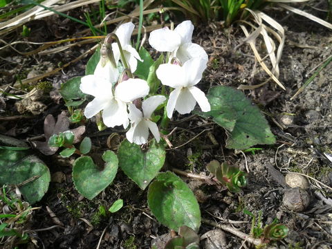 Image of White Violet