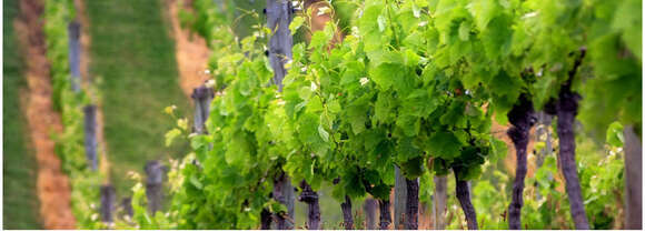 Image of wine grape