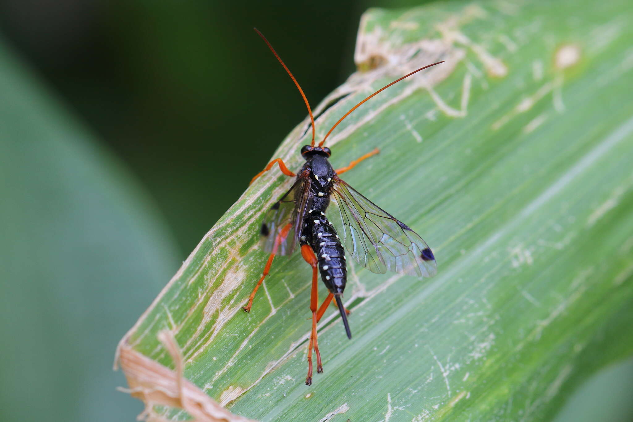 Sivun Echthromorpha intricatoria (Fabricius 1804) kuva