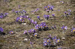 Image of Greater Pasque Flower