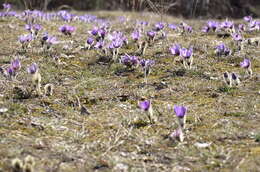 Image of Greater Pasque Flower