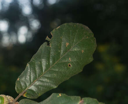 Image of Quercus obtusata Bonpl.