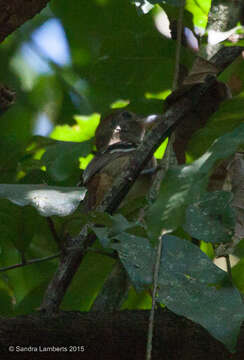 Image of Planalto Slaty Antshrike