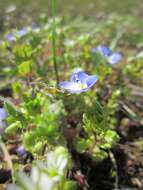 Image of birdeye speedwell