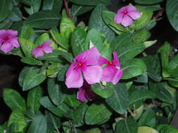 Image of Madagascar periwinkle