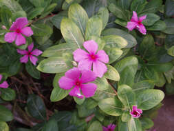 Image of Madagascar periwinkle