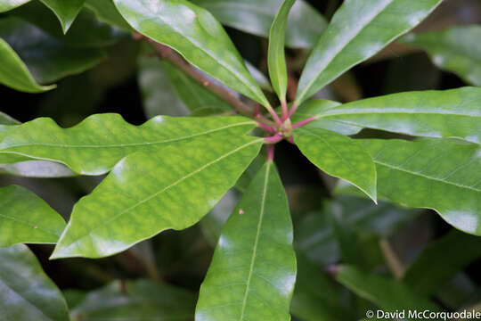 Imagem de Rhododendron ponticum subsp. ponticum