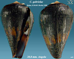 Image de Conus negroides Kaicher 1977