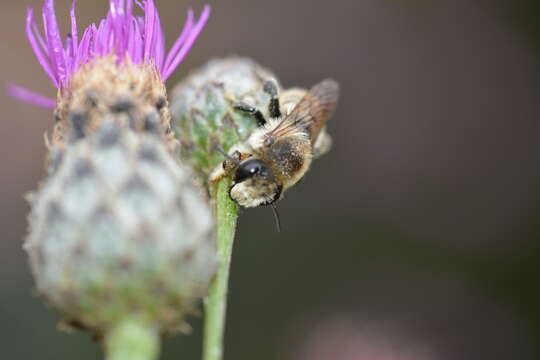 Image of Megachile lagopoda (Linnaeus 1761)