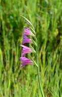 Image of Common Sword Lily