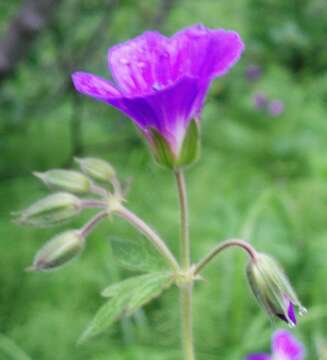 Image of Wood Crane's-bill