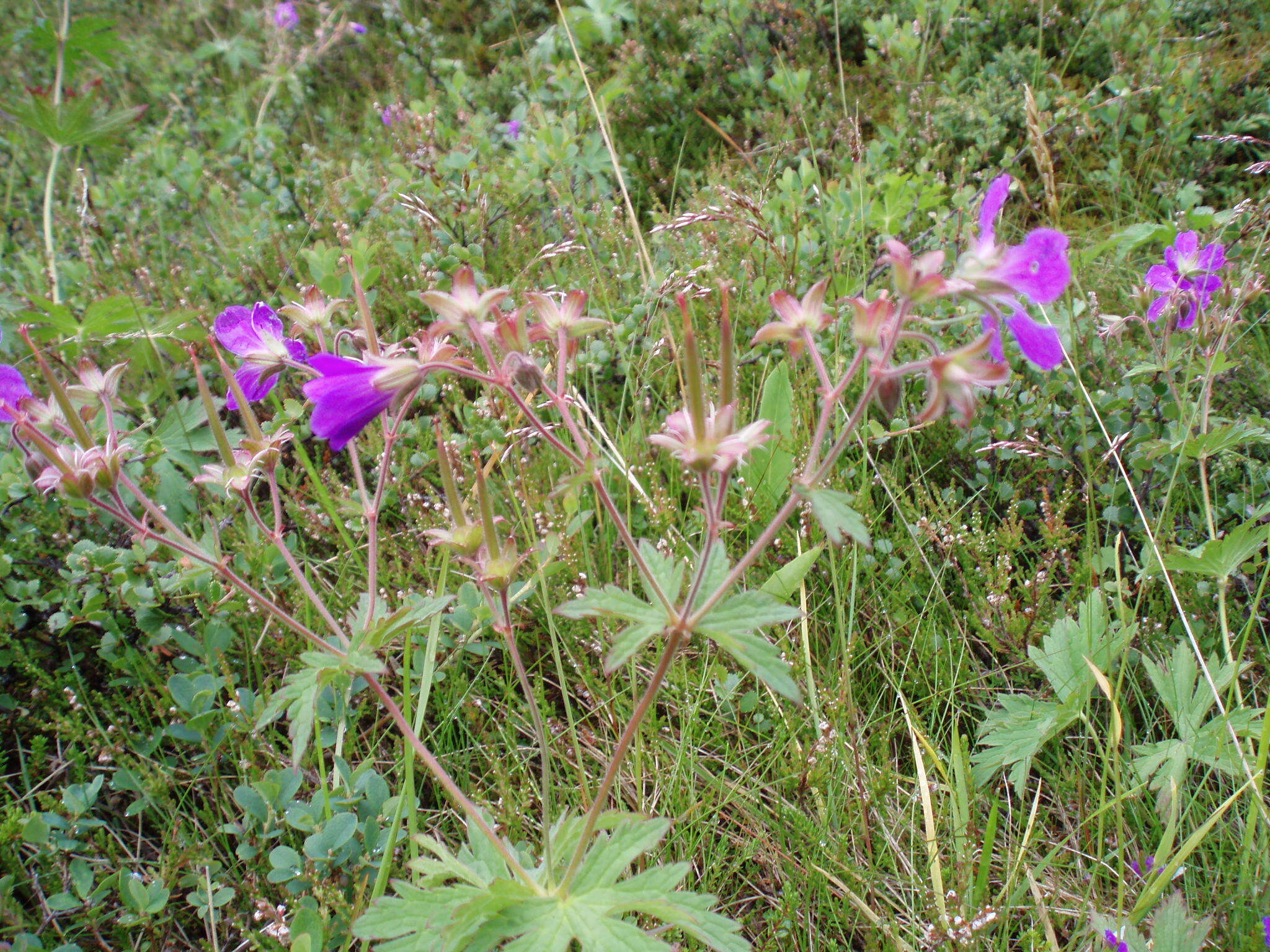 Image of Wood Crane's-bill