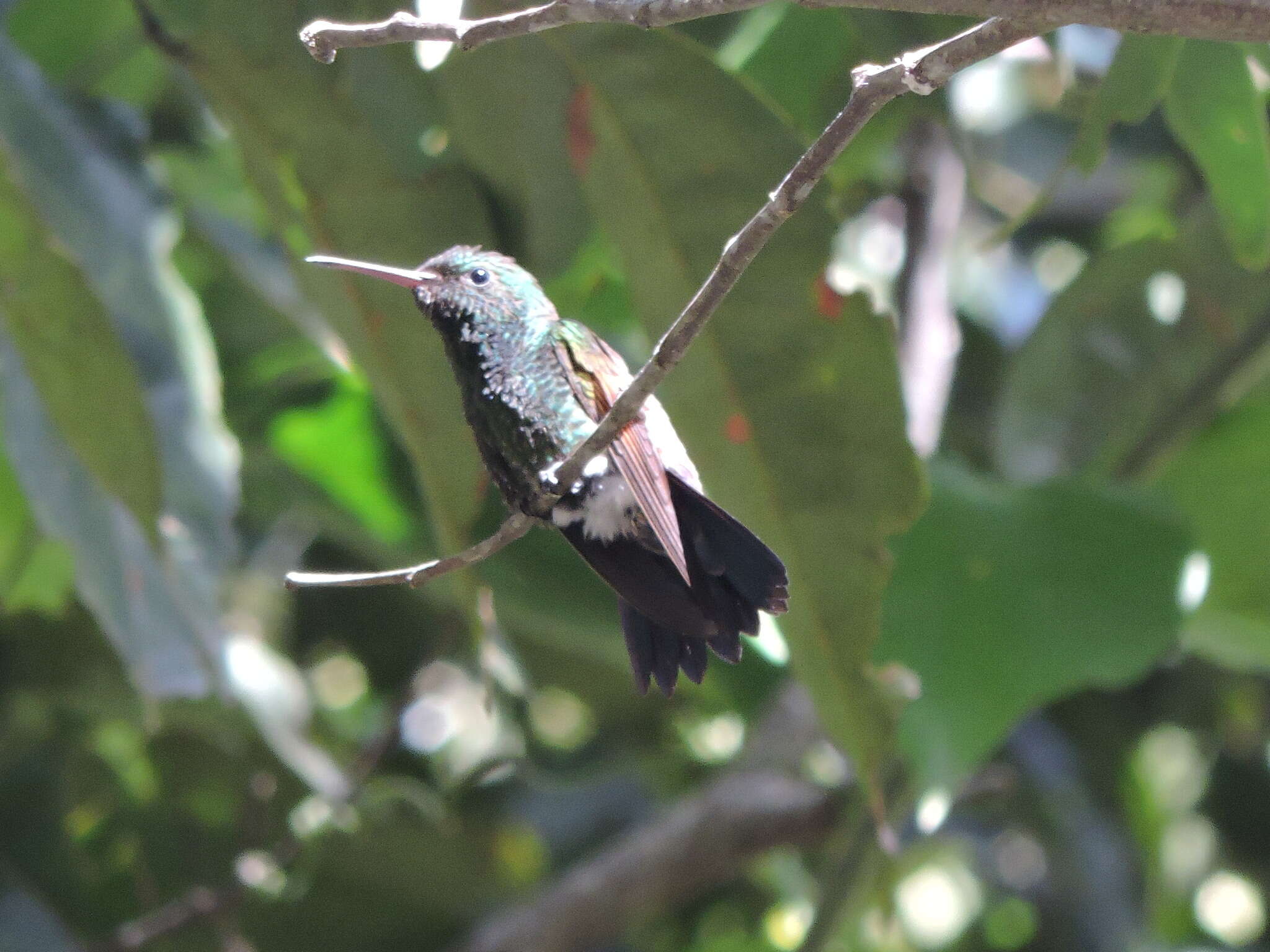 Image de Saucerottia cyanura (Gould 1859)