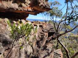 Image of Pimelea linifolia subsp. linoides (A. Cunn.) Threlfall